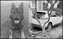 [images of dog and crashed car]